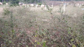 A S Nagar Adi Shakthi Nagar - II Plots Buy/Sale Batasingaram Kothaguda in Hyderabad