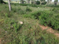 Adi Tirumala Nagar AT Nagar Residential plots for Buy/Sale in Mazidpur Hyderabad