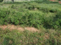 Adi Tirumala Nagar AT Nagar Residential plots for Buy/Sale in Mazidpur Hyderabad