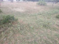 AVC Layout beside Himasai Enclave II Plots Buy/Sale Mangalpally Village Ibrahimpatnam