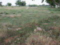 AVC Township Sector IV Plots Buy/Sale Pocharam Village Mangalpally Ibrahimpatnam