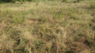 A V C Township Pocharam Mangalpally Plots / Land for Buy/Sale Get details Call: 9000770990 Nearby Properties around in Ibrahimpatnam Hyderabad