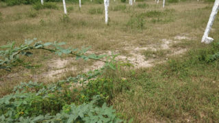 I Ramesh Venture Plots Buy/Sale in Toopranpet Village Choutuppal