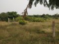 Cyber City Sreemitra Plots Buy/Sale in Thorrur Village Hayatnagar Hyderabad