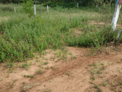 Hima Sai Enclave II Plots Buy/Sale in Brahmanpally Village Turkayamjal