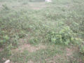 Residential plots for sale J B Sagar Valley Phase II Plots Buy/Sale Mangalpally Ibrahimpatnam