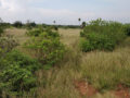 Residential plots for sale Janachaitanya Plots Buy/Sale Mangalpally Village Ramdas Pally Ibrahimpatnam