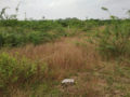 Residential plots for sale Janachaitanya Plots Buy/Sale Mangalpally Village Ramdas Pally Ibrahimpatnam