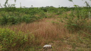 Residential plots for sale Janachaitanya Plots Buy/Sale Mangalpally Village Ramdas Pally Ibrahimpatnam