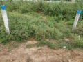 Lakshmi Priya Colony Property and Plots Buy/Sale in Injapur Road Thorrur Village Hyderabad