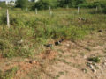 Narayanadri Nagar Plots Buy/Sale Mangalpally Village Ibrahimpatnam Hyderabad