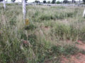 Pragathi Township Plots Buy/Sale Chintpalliguda Village Mangalpally Ibrahimpatnam