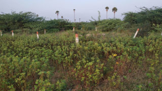 Sreemitra Suryamukhi Plots Buy/Sale Koheda Village Near Torrur Hyderabad