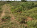 Sri Padmavathi Nagar Plots Buy/Sale Mangalpally Village Ibrahimpatnam Hyderabad