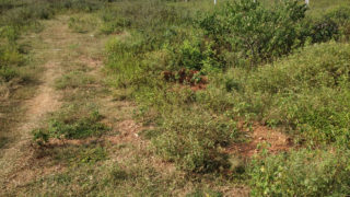 Sri Padmavathi Nagar Plots Buy/Sale Mangalpally Village Ibrahimpatnam Hyderabad