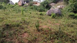 Padmasri Township Plots Buy/Sale in Narayanagiri Village Pochampally