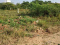 Residential plots for sale in Venkatadri Nagar Plots Buy/Sale Mangalpally Village Ibrahimpatnam