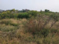 Residential plots for sale in kutumba rao layout Gandicheruvu Koheda Village Peddamberpet