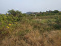 Residential plots for sale in kutumba rao layout Gandicheruvu Koheda Village Peddamberpet