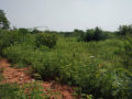 Balaji Nagar Colony Plots Buy/Sale Korremula Road Narapally Ghatkesar Hyderabad