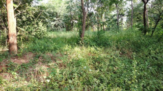 Srinidhi Enclave Plots Buy/Sale Aushapur Village in Ghatkesar Hyderabad