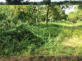 Srinidhi Enclave Plots Buy/Sale Aushapur Village in Ghatkesar Hyderabad