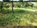 Srinidhi Cozy Park Plots Buy/Sale Kondamadugu Bibinagar Hyderabad