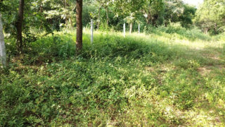 Srinidhi Cozy Park Plots Buy/Sale Kondamadugu Bibinagar Hyderabad